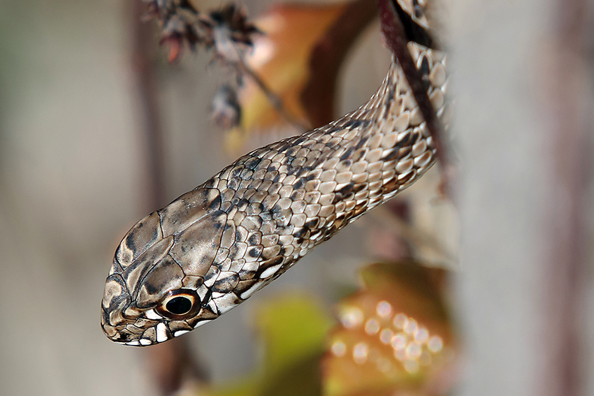 Colubro lacertino (Malpolon monspessulanus)